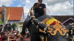 Ketua DPRD Banyuwangi sekaligus Ketua DPC PDI Perjuangan, I Made Cahyana Negara saat menaiki replika kerbau dalam tradisi adat Keboan Desa Aliyan